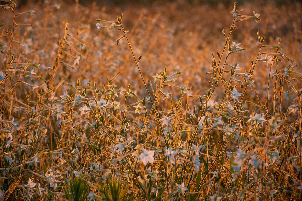 Coucher de soleil champ nature paysage