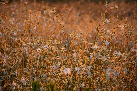 Sunset field nature landscape Photo