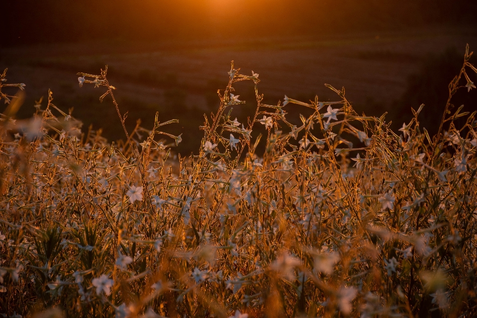 Sunset field nature landscape