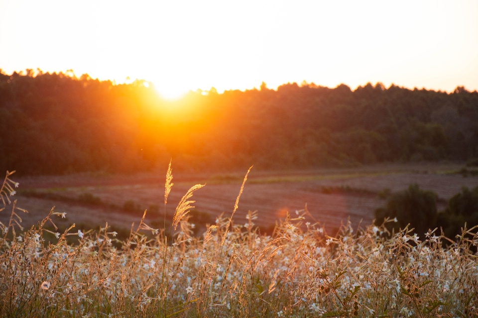 Sunset field nature landscape