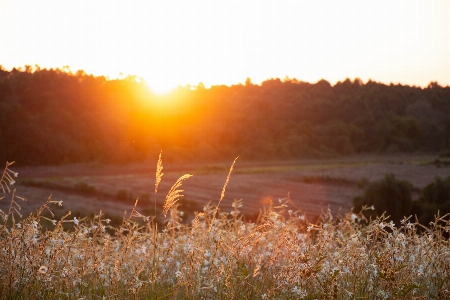 Sunset field nature landscape Photo