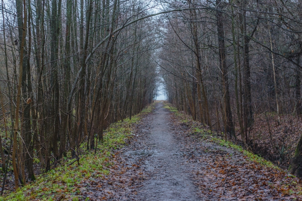 Image tree natural landscape forest