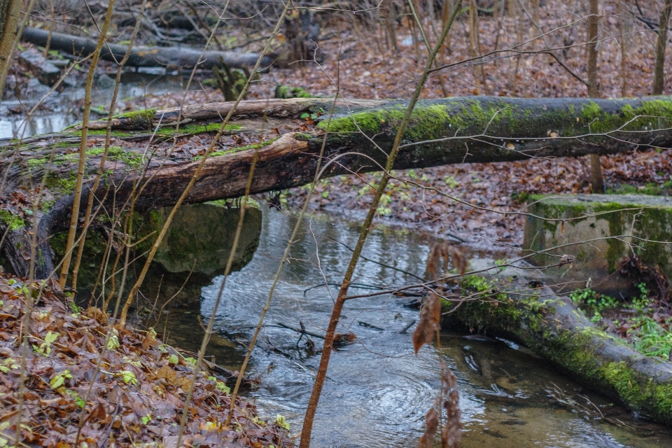 Image water nature watercourse