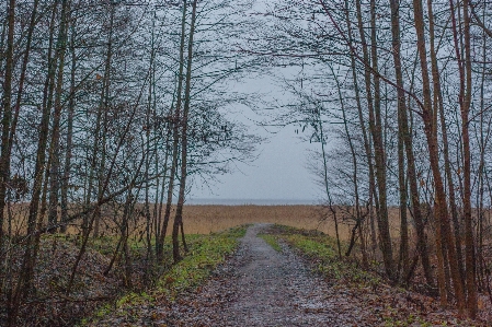 Image tree natural landscape dirt road Photo