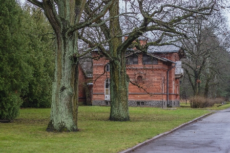 Bild baum eigentum haus Foto