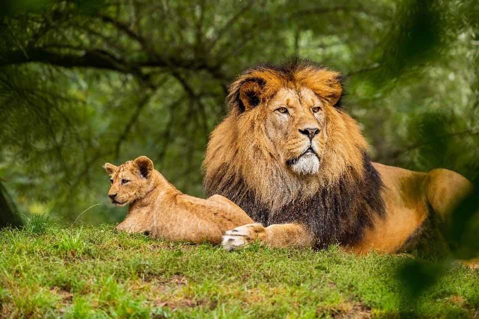 Lion de fierté
 famille afrique