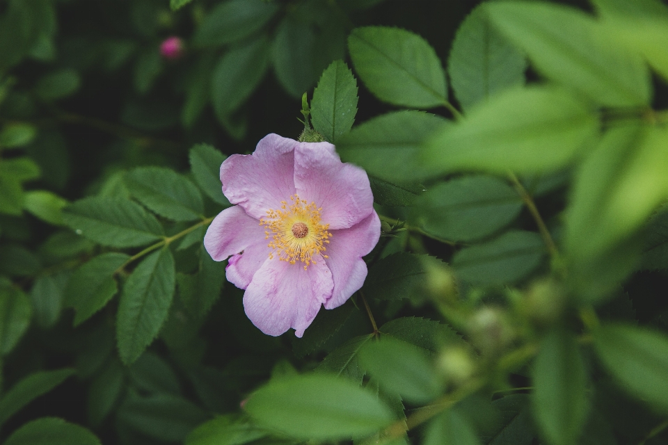 Flower flowering plant petal