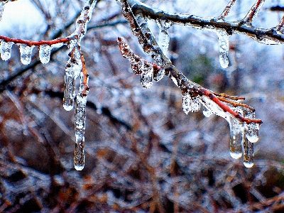 Photo Glace arbre bifurquer hiver