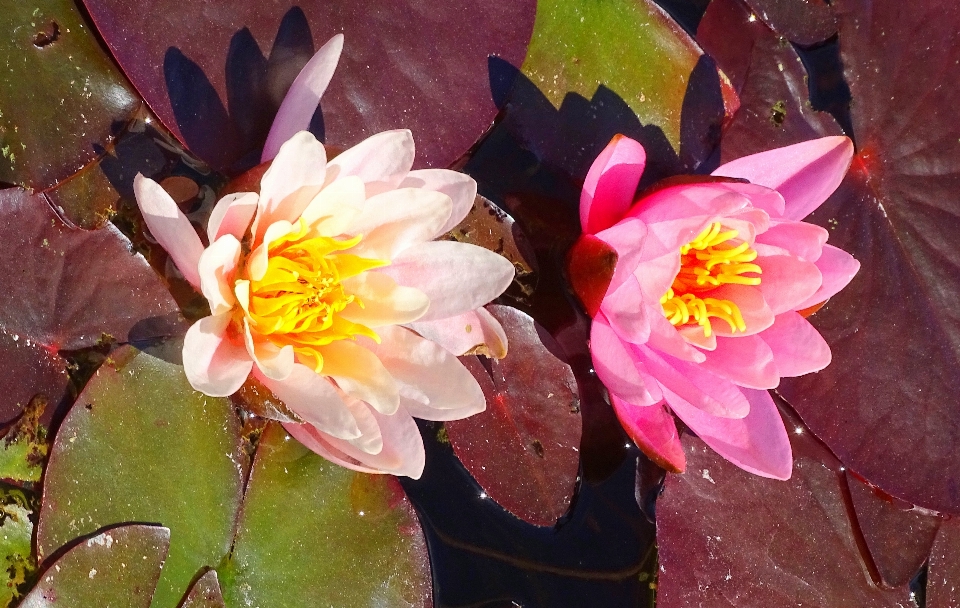 フラワーズ
 水生植物
 花弁 花