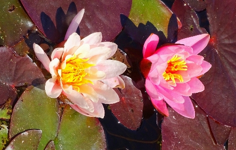 Blumen aquatic plant petal flower Photo