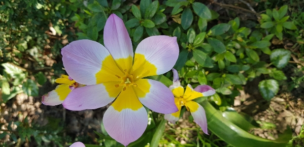 Foto Amarillo flor verde luz