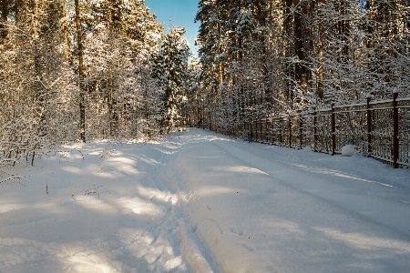 Foto Nevicare inverno gelo freddo