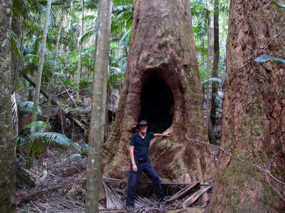 Forest trees rainforest wood