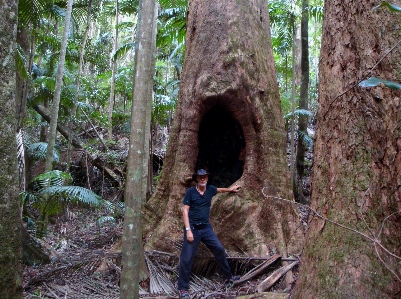 Forest trees rainforest wood Photo