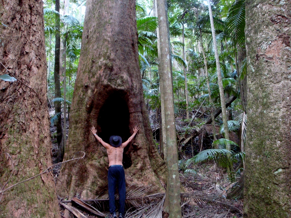 Forest trees rainforest wood