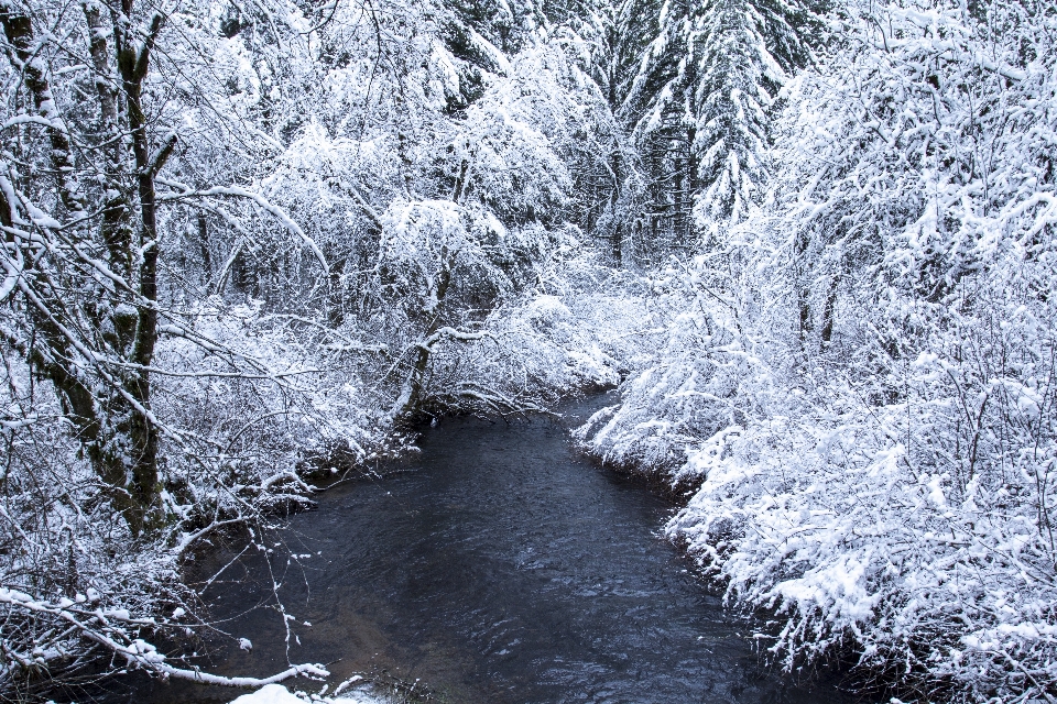 Branch winter twig natural landscape