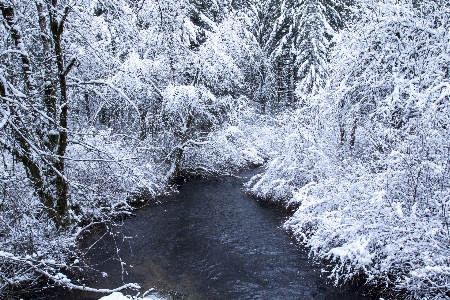 Branch winter twig natural landscape Photo