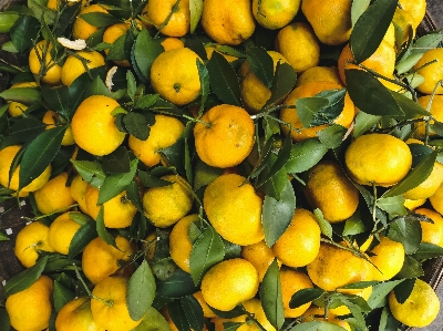 Yellow citrus food produce Photo