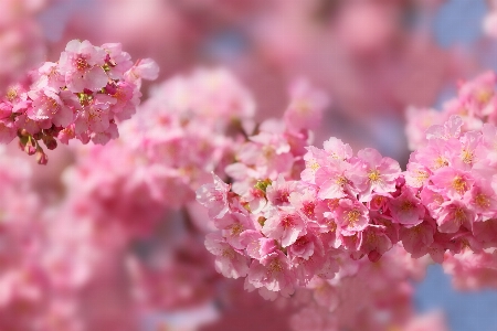 Flower spring pink blossom Photo