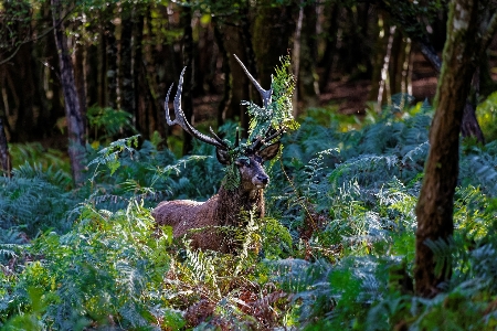 Foto Rusa satwa margasatwa tanduk
