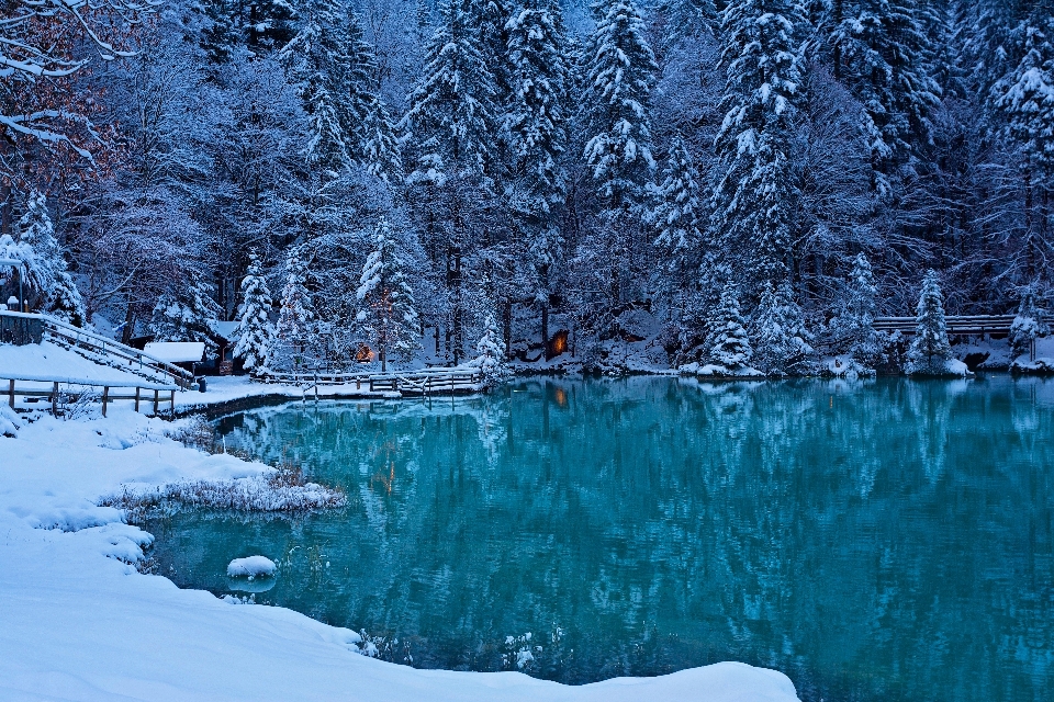 Winter snow forest landscape