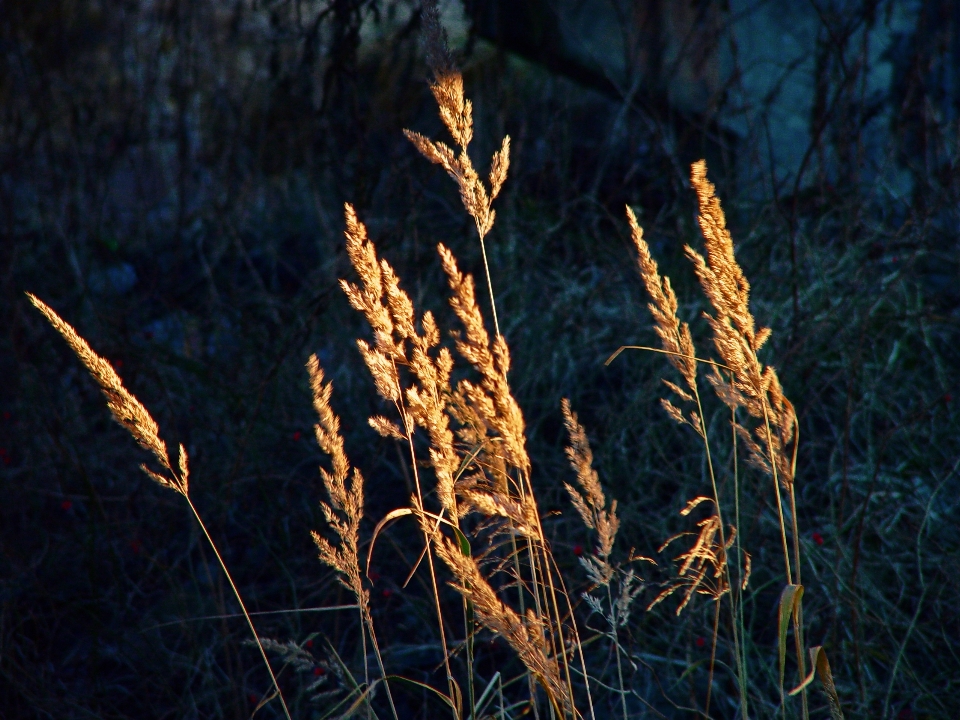 Image vegetation grass brown