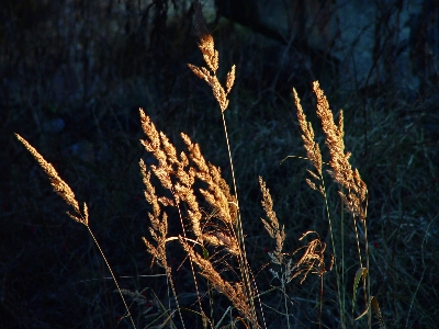 Image vegetation grass brown Photo