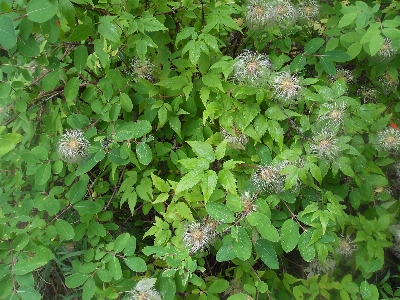 Blumen holzige pflanze
 bodendecker
 halbstrauch
 Foto