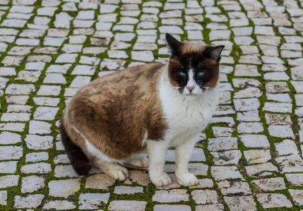 Foto Gato felídeos
 gatos de pequeno a médio porte
 bigodes
