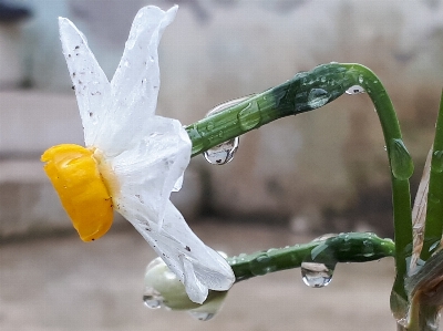 Narzisse
 tageszeit zweig flüssig Foto