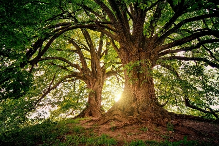 Sonnig bäume sonne natur Foto