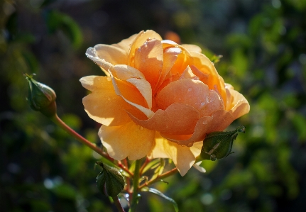 Rose petal flower botany Photo