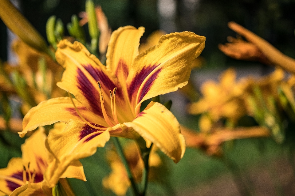 Blumen blütenblätter
 natur bunt