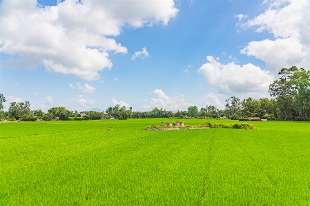 Foto Vietnam bidang sawah padi
 langit