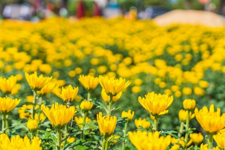 Foto Krisan
 bunga-bunga vietnam kuning