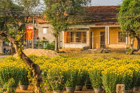 Foto Vietnam krisan
 bunga kuning
 matahari terbenam