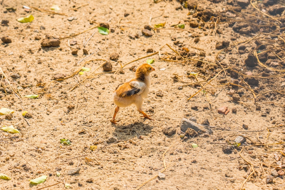 ベトナム ひよこ ニワトリ 土壌