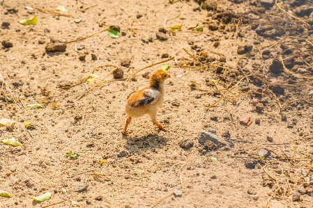 Foto Vietnam anak ayam tanah