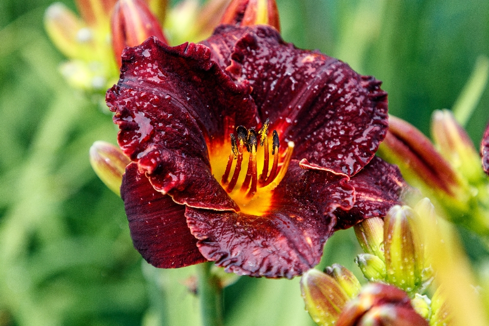 Blumen blütenblätter
 natur bunt