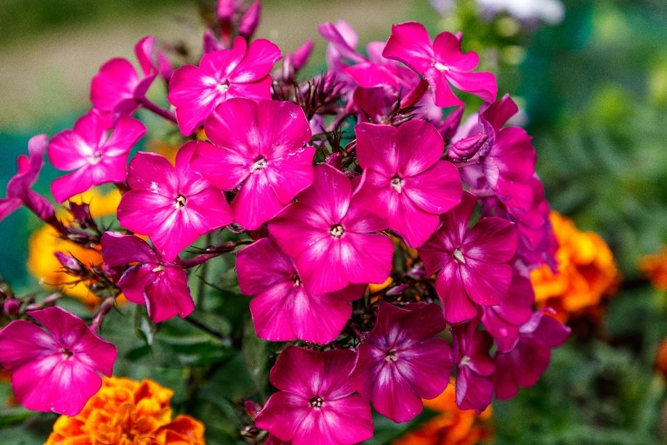 Fleurs pétales
 nature coloré