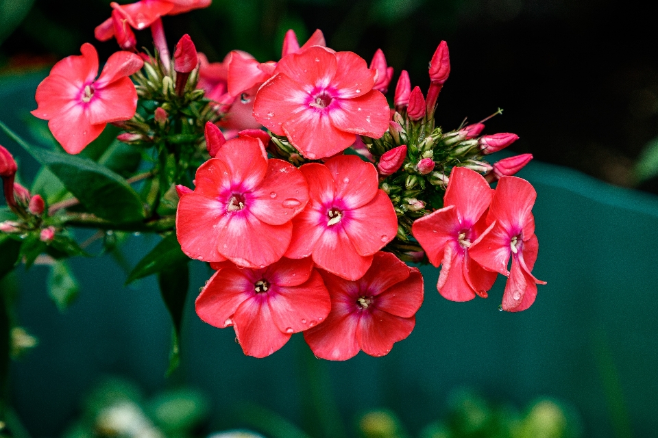 Fleurs pétales
 nature coloré