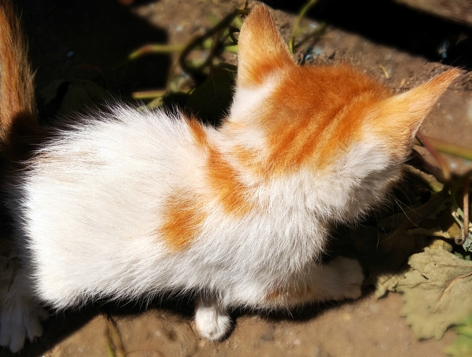 Gato tierra blanco pelirrojo