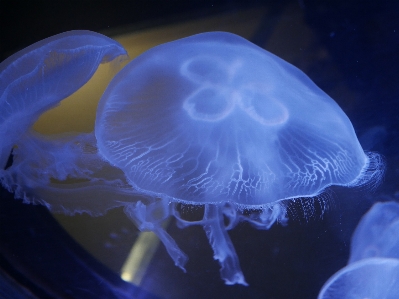 Jellyfish blue sea ocean Photo