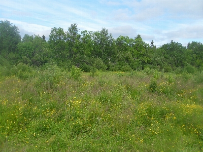 Foto Natura fiori vegetazione ambiente naturale
