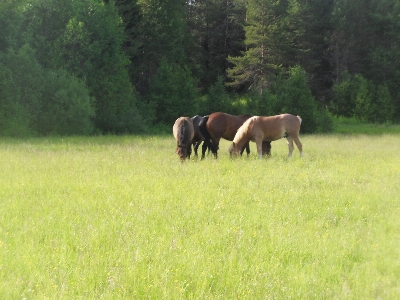 Nature animals grass natural landscape Photo