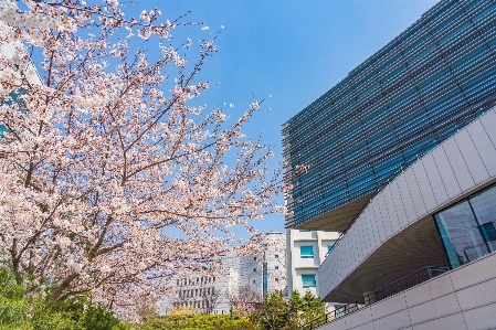 Foto Bunga sakura
 universitas itu
 musim semi bunga-bunga