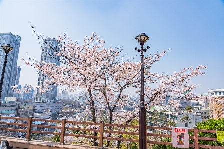 Foto Bunga sakura
 universitas itu
 musim semi bunga-bunga