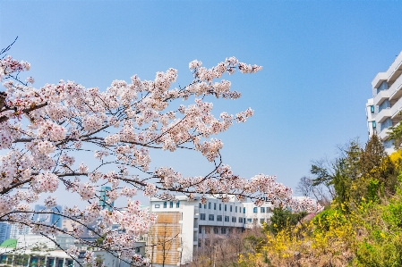 Foto Bunga sakura
 universitas itu
 musim semi bunga-bunga