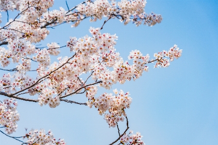 Cherry blossoms hanyang university spring flowers Photo