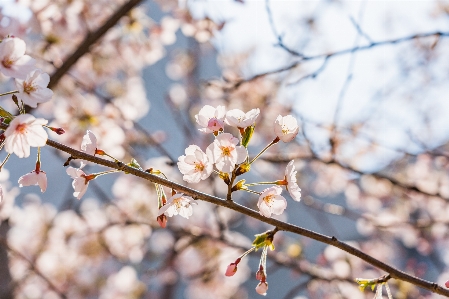 Foto Bunga sakura
 universitas itu
 musim semi bunga-bunga